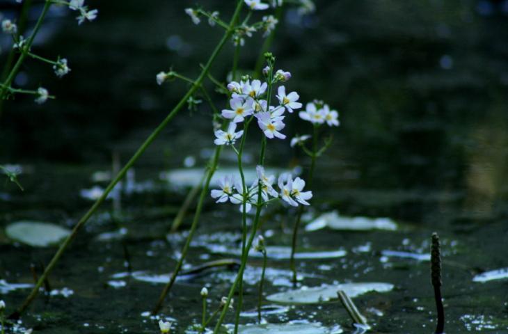 Water Violet, le proprietà del fiore che cresce nell’acqua – In a Bottle