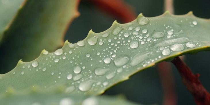 Dall’interno alla superficie: i benefici idratanti dell’aloe