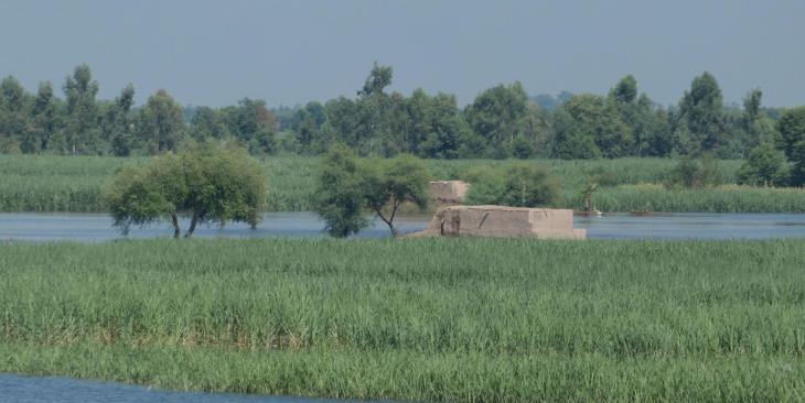 Acquaponica: una soluzione sostenibile che unisce agricoltura e risparmio d’acqua