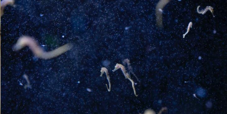 Hotspot Mediterraneo, la prima mostra in Italia che racconta gli effetti del cambiamento climatico sul Mare Nostrum