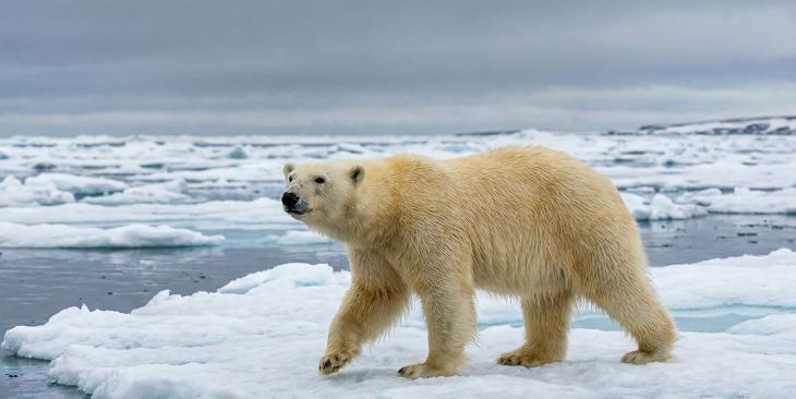 L’orso polare, una specie iconica e simbolo degli impatti della crisi climatica sulla biodiversità