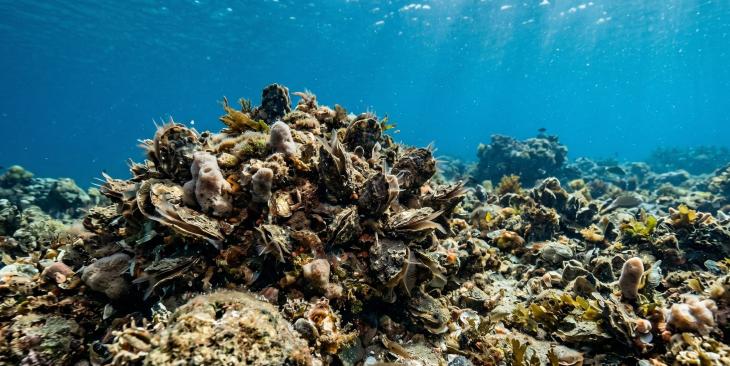 Quando il mare si auto pulisce il lavoro invisibile delle ostriche