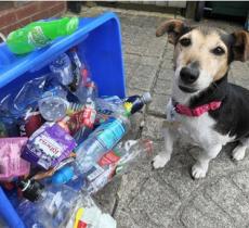 Dal Regno Unito arriva Molly, il cane amante del riciclo 