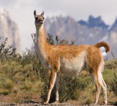 Eco de los Andes, l'acqua emblema delle Ande argentine  