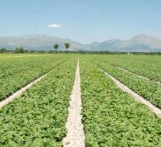 La FAO lancia l'allarme, tutelare la risorsa acqua per salvaguardare il pianeta