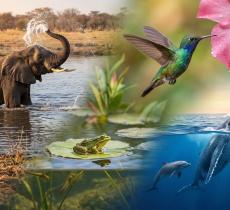 Gli animali e l'acqua chi ne ha davvero più bisogno