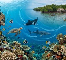 Il Triangolo dei Coralli il cuore blu della biodiversità marina
