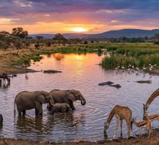 Il ruolo vitale dell'acqua per la fauna perché tutelarla significa difendere la vita