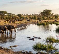 La linfa della savana come laghi e bacini regolano la vita della grande fauna