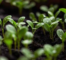 Sustainable gardenings: i giardini sostenibili amici del Pianeta 