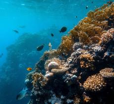 Galàpagos: scoperta una barriera corallina incontaminata