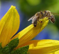 Giornata mondiale delle api: il ruolo degli impollinatori per la biodiversità 