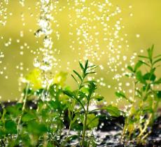 Acqua della pasta per le piante, un vero toccasana