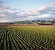 Agricoltura: le imprese più sostenibili sono le più competitive