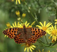 Nature Restoration Law: una legge per la biodiversità