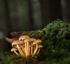Funga: la startup che utilizza i funghi per ridurre le emissioni di CO2 