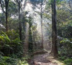 Giornata mondiale delle foreste pluviali, cos’è e perché si celebra