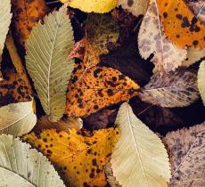 L’importanza per l’ambiente di lasciare a terra le foglie cadute 