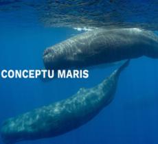 “Life Conceptu Maris” per salvare i giganti del mare