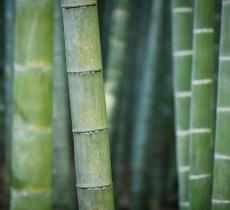 Bambù: la risorsa eco-friendly dai mille usi e benefici