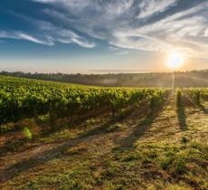 La sostenibilità nel mondo del vino