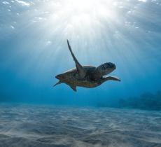 La protezione delle tartarughe marine attraverso la tecnologia 