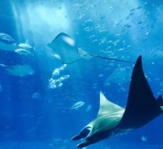 Un quarto delle specie d’acqua dolce sono a rischio estinzione