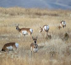 La Giornata Mondiale della Vita Selvatica: quando nasce e qual è il suo scopo