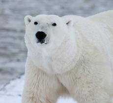 Giornata Mondiale dell’Orso Polare: cos’è e perché è importante