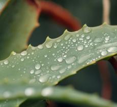 Dall’interno alla superficie: i benefici idratanti dell’aloe