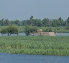 Acquaponica: una soluzione sostenibile che unisce agricoltura e risparmio d’acqua