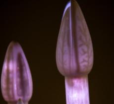 Udatinos, l’installazione creata grazie al “benessere” dell’acqua del fiume Adige 