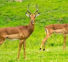 Giornata Mondiale dei Diritti degli Animali, quando la loro voce diventa responsabilità umana