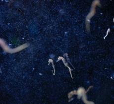 Hotspot Mediterraneo, la prima mostra in Italia che racconta gli effetti del cambiamento climatico sul Mare Nostrum