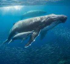 Le balene: custodi da tutelare dell’equilibrio oceanico 