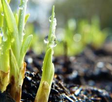 Cos’è la Convenzione di Rio e perché è importante per la biodiversità