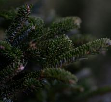 Come realizzare un albero di Natale sostenibile