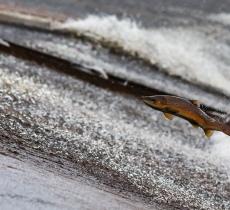 Come si misura quanta acqua dolce è presente sulla Terra?