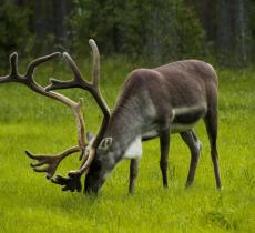 Finlandia, Svezia e Danimarca sul podio della sostenibilità europea