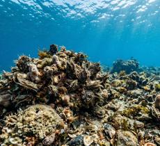 Quando il mare si auto pulisce il lavoro invisibile delle ostriche