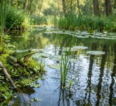 Rane “custodi” dell’acqua cosa raccontano sugli ecosistemi