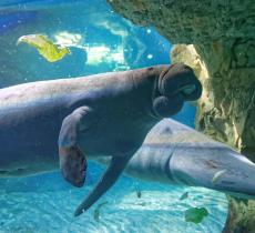 Acquario di Genova, un “tuffo” virtuale tra squali e pesci tropicali - In a Bottle