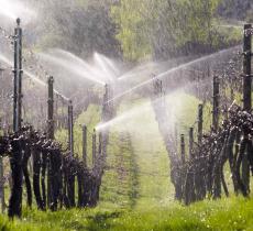 Acquavitis, presentato il progetto per studiare l’acqua che irriga i vigneti - In a Bottle