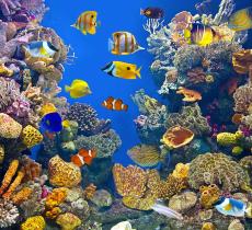 Biodiversità marina, le 5 specie più minacciate - In a Bottle