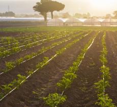 Quanto vale l’acqua utilizzata in agricoltura?