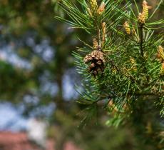 Arriva la plastica ecologica creata con aghi di pino 