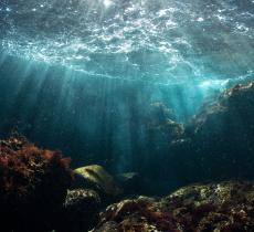 Gli habitat biogenici, veri hot-spot della biodiversità dei nostri mari  