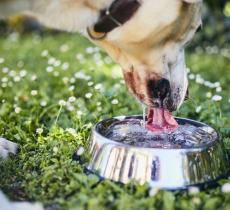 Come far bere di più i propri animali - In a Bottle 