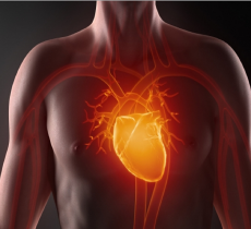 La disidratazione aumenta il rischio delle malattie cardiovascolari alt_tag