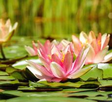 Il fiore di loto, la pianta acquatica simbolo della purezza